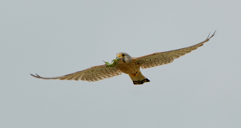 Dieser männliche Turmfalke fängt nicht nur Mäuse.