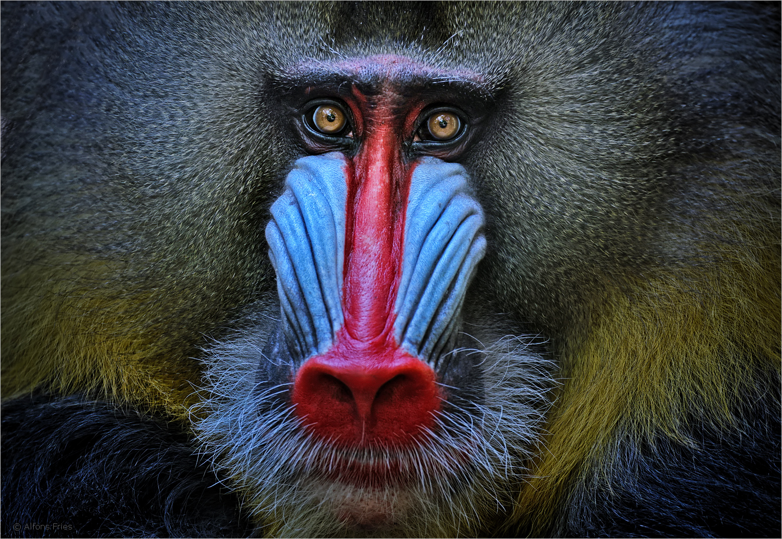 Dieser Mandrill Mann ...