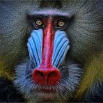 Dieser Mandrill Mann ...