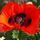 dieser Mohn?