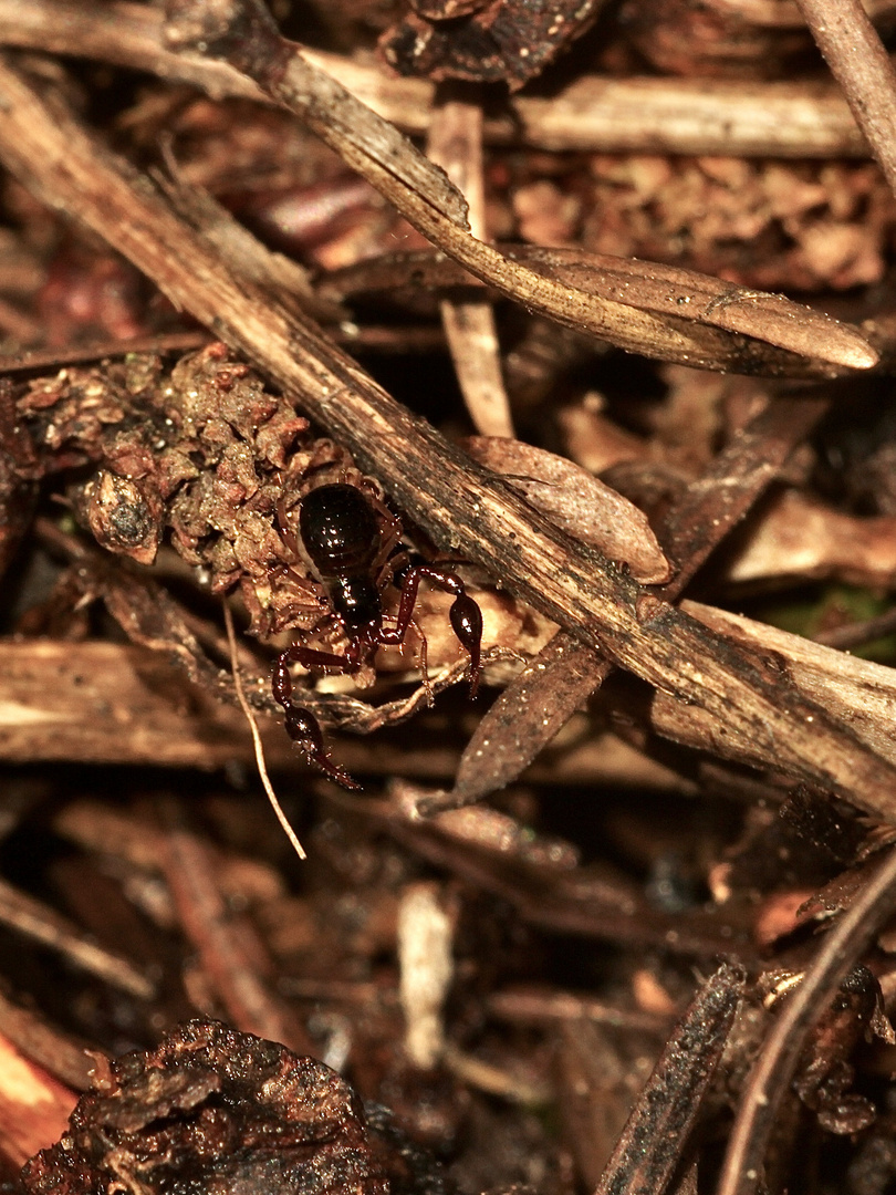 Dieser Moosskorpion (Neobisium sp.) aus der Familie der Neobisiidae ...