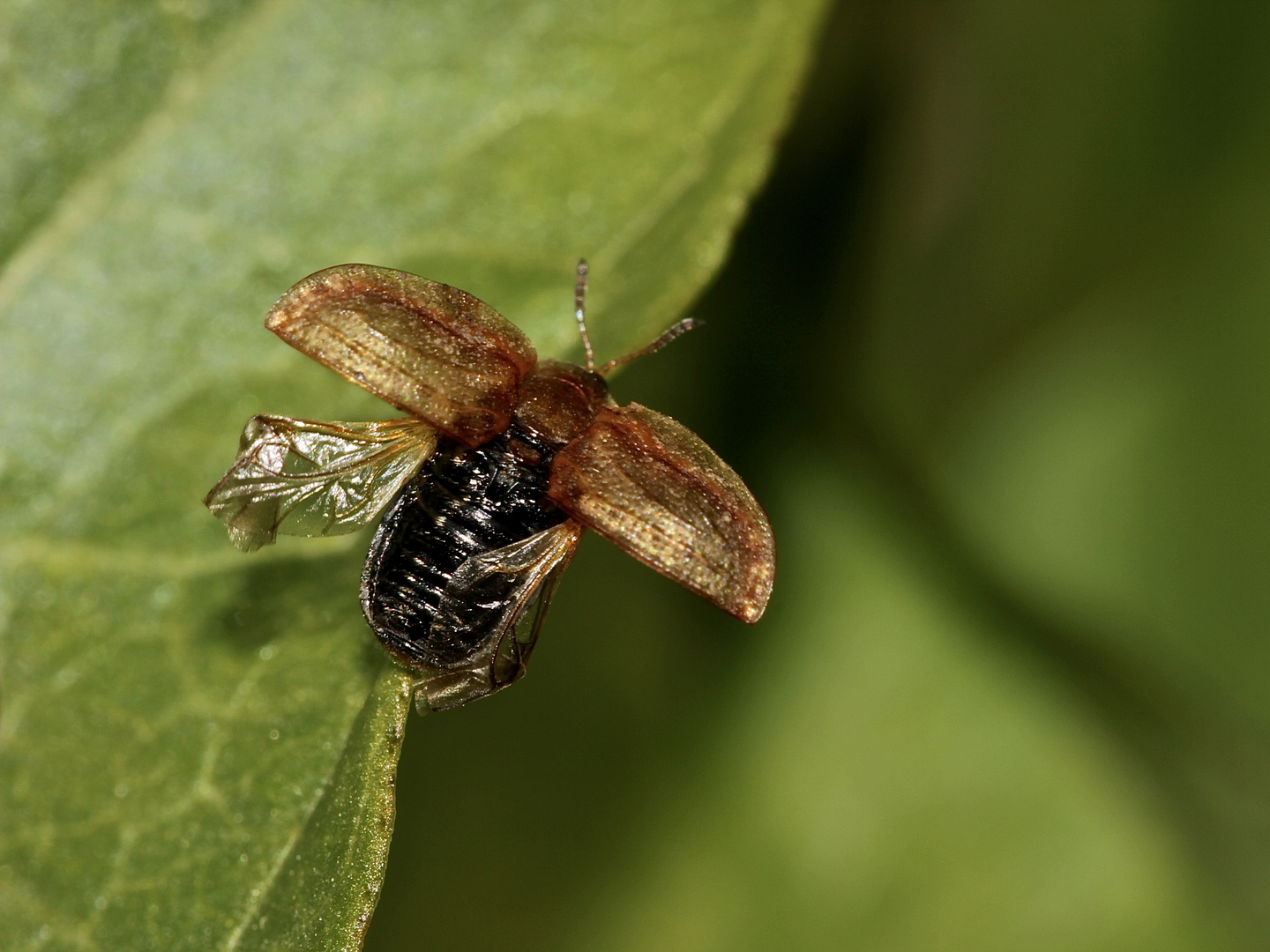 Dieser Nebel-Schildkäfer (Cassida nebulosa, Fam. Chrysomelidae) wollte unbedingt in die fc -  ...