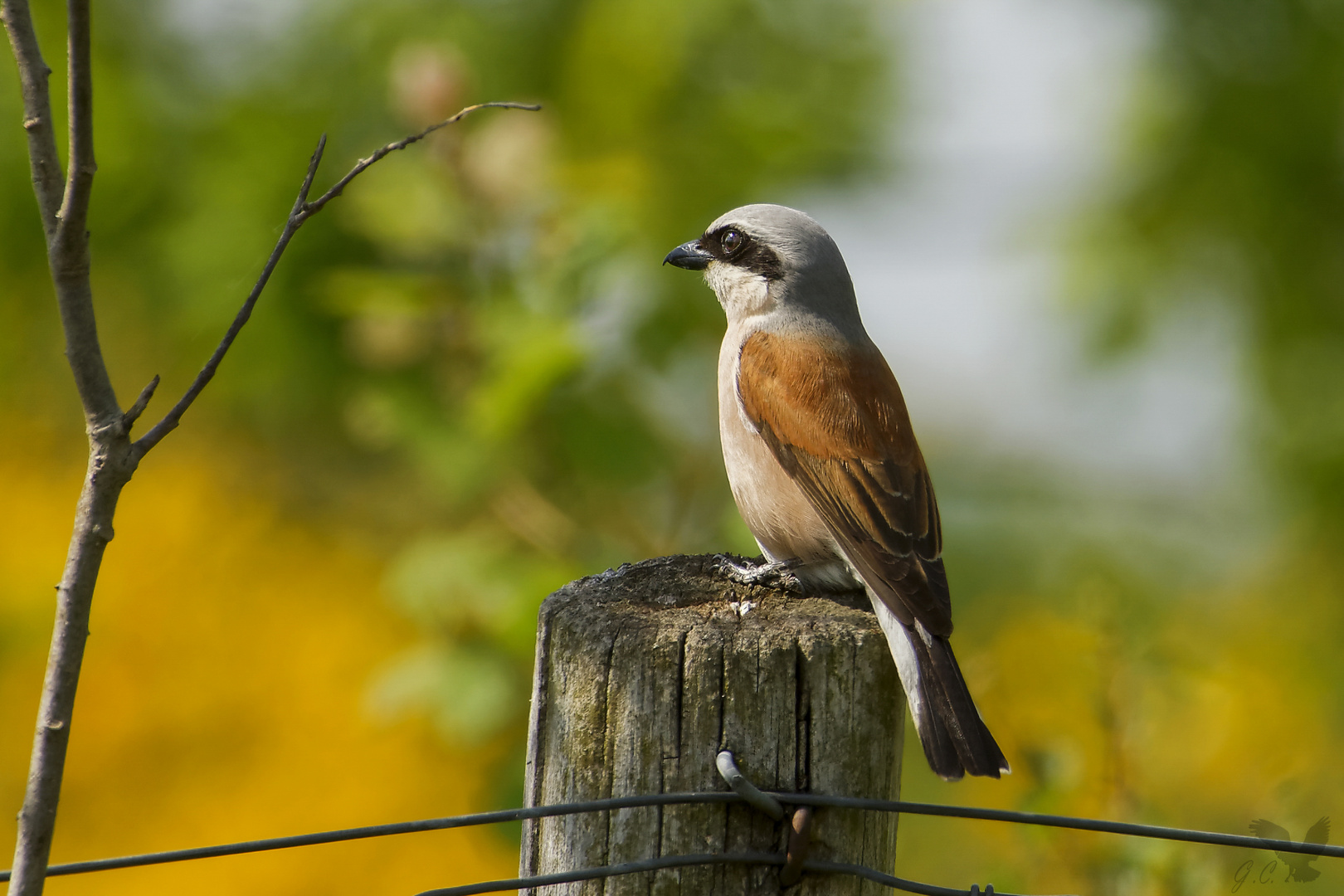 Dieser Neuntöter (Lanius collurio) ....