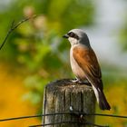 Dieser Neuntöter (Lanius collurio) ....