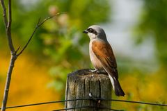 Dieser Neuntöter (Lanius collurio) ....