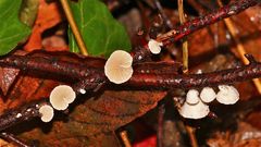 Dieser Pilz hat kleine Hütchen mit feinen Lamellen, mißt höchstens 1 cm im Durchmesser . . .