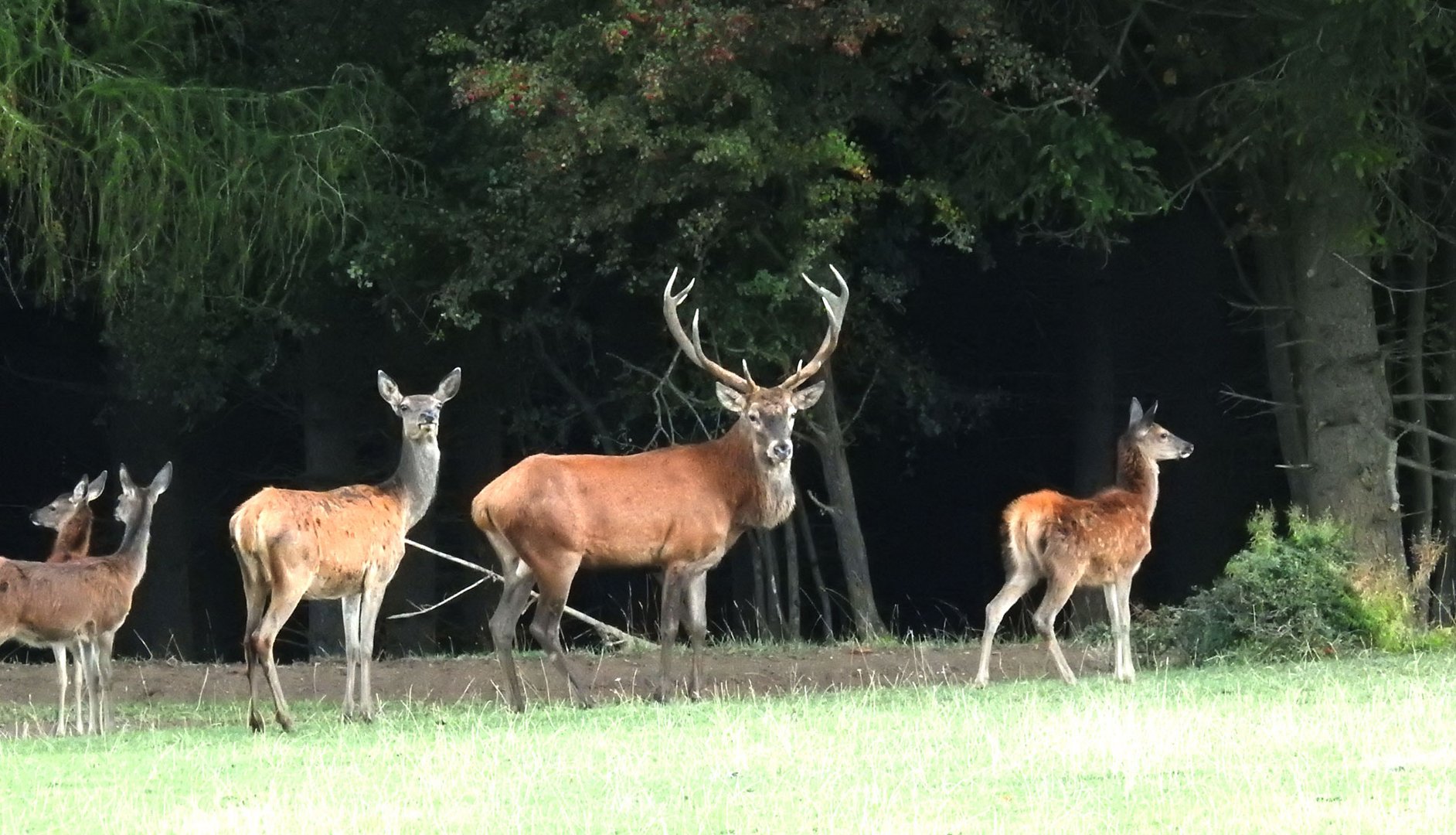 Dieser Platzhirsch zieht mit seinem Rudel in den Wald