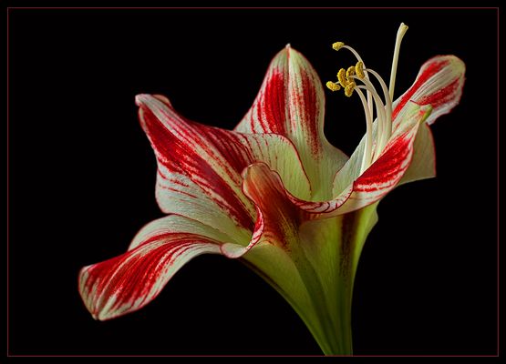 Dieser prachtvolle Ritterstern ist mein Abschiedsfoto 2016