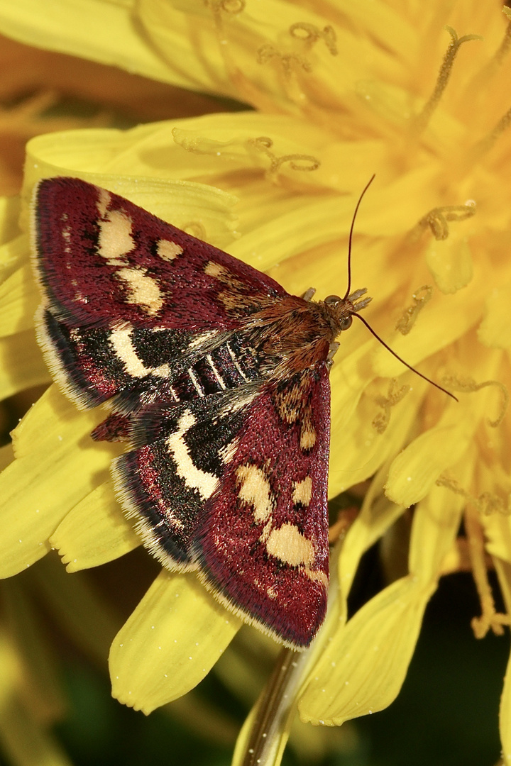 Dieser Purpurrote Zünsler oder Braunellen-Purpurzünsler (Pyrausta purpuralis) ...