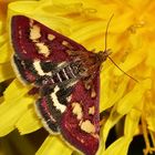 Dieser Purpurrote Zünsler oder Braunellen-Purpurzünsler (Pyrausta purpuralis) ...