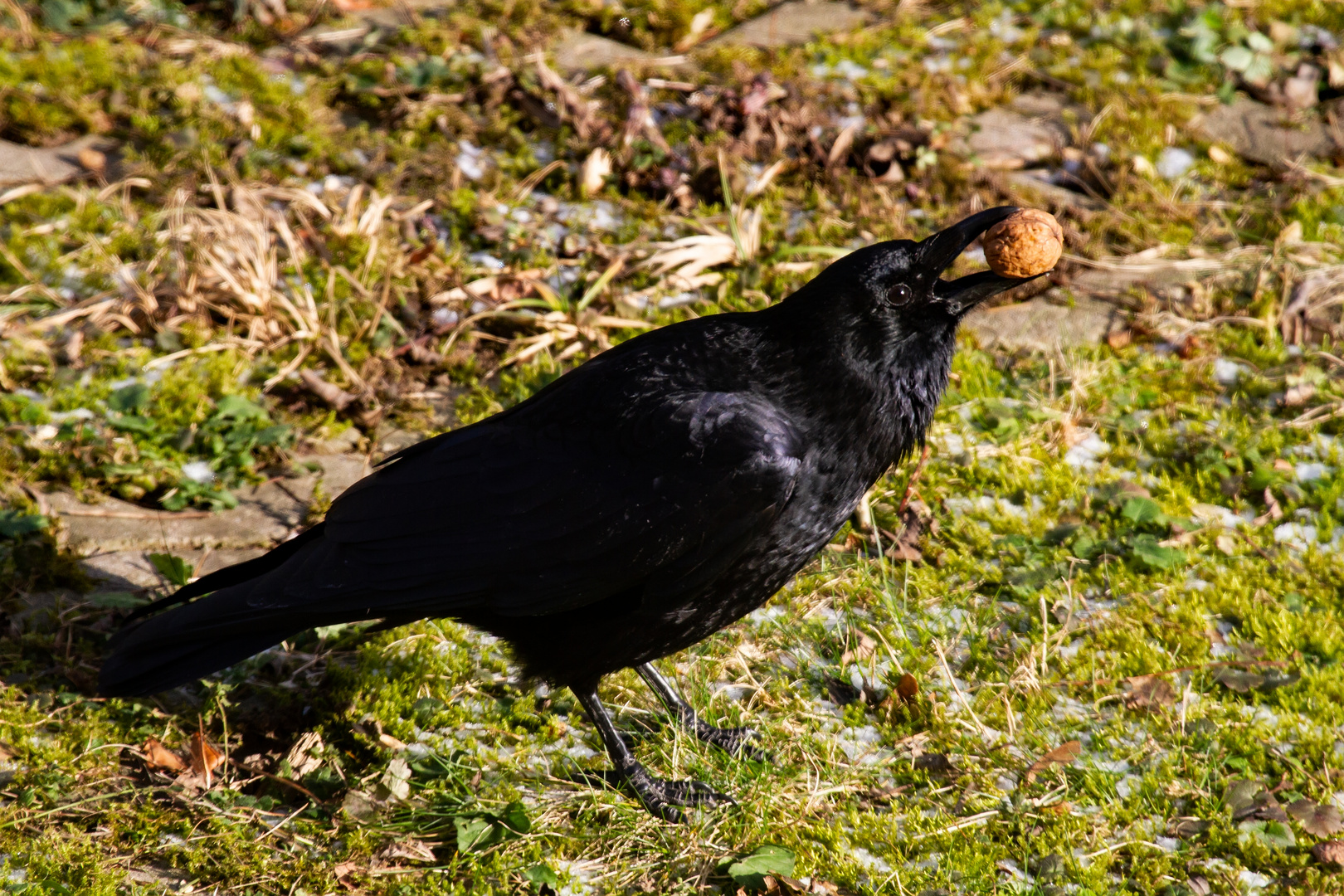 Dieser Rabenvogel hat uns erzogen