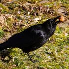 Dieser Rabenvogel hat uns erzogen