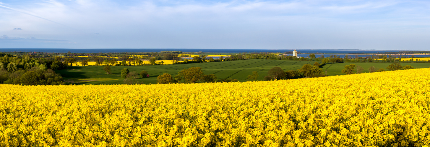 Dieser Raps hat Ostsee-Blick