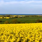 Dieser Raps hat Ostsee-Blick