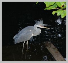 Dieser Reiher fand als kleiner Aestling zu uns wurde gross und freigelassen