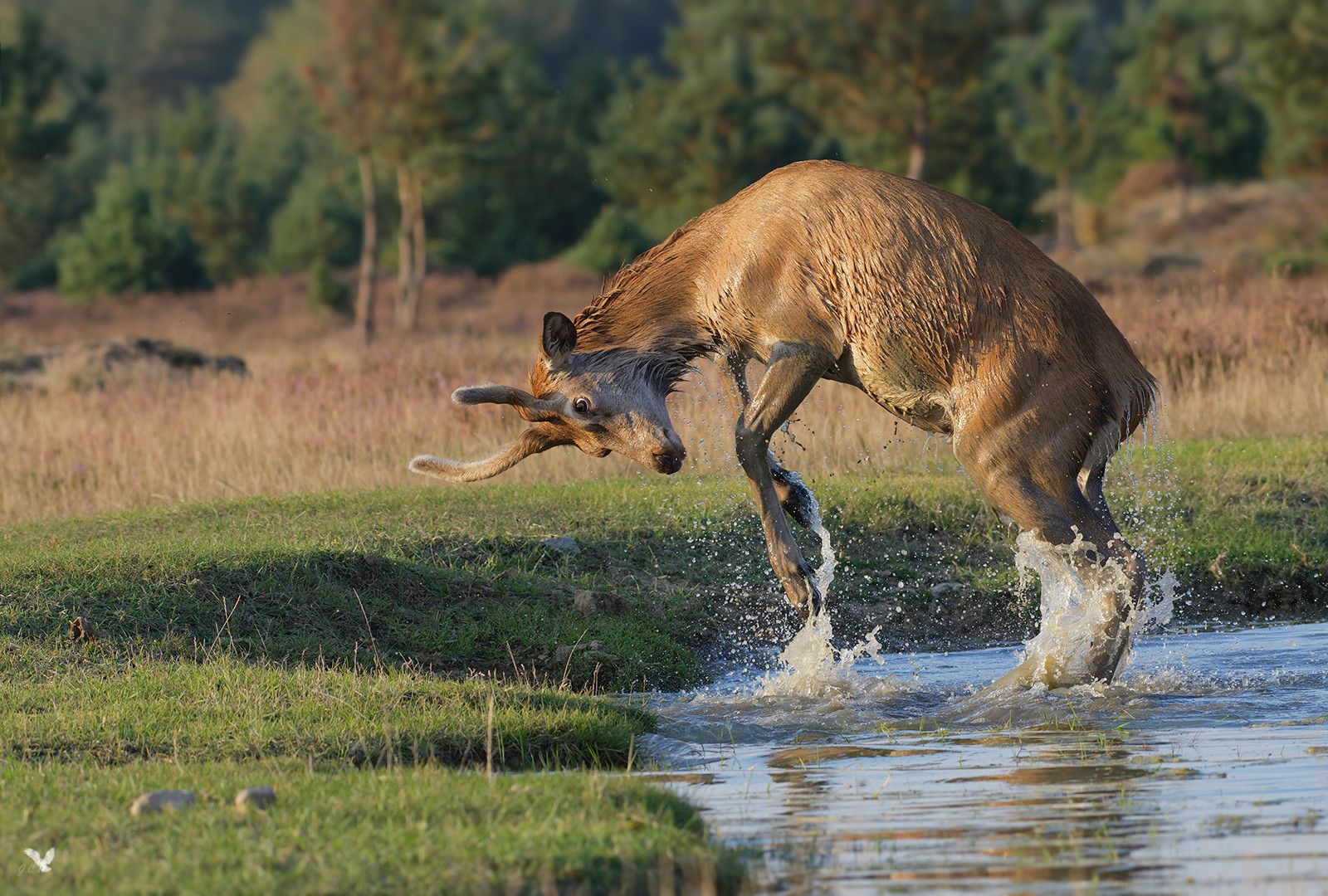 Dieser Rotwild-Spießer, (Rothirsch, Cervus elaphus) ...