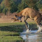 Dieser Rotwild-Spießer, (Rothirsch, Cervus elaphus) ...