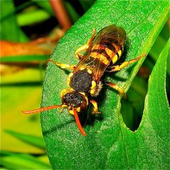 Dieser Sandbienen-Parasit, ein Weibchen von Nomada goodeniana ( auch eine Wildbiene), saß . . .