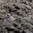 Dieser Sandregenpfeifer (Charadrius hiaticula) hat sich Ackerfurchen als Lebensraum ausgesucht ...