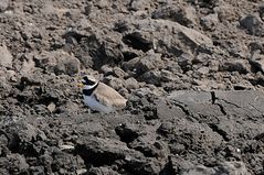 Dieser Sandregenpfeifer (Charadrius hiaticula) hat sich Ackerfurchen als Lebensraum ausgesucht ...