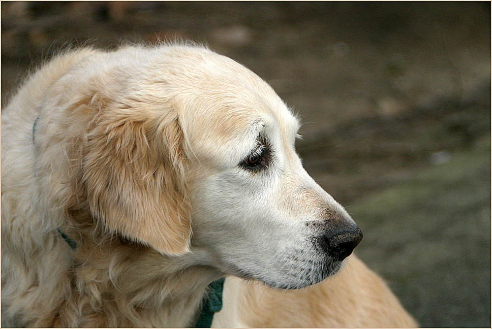 Dieser schöne Hund...