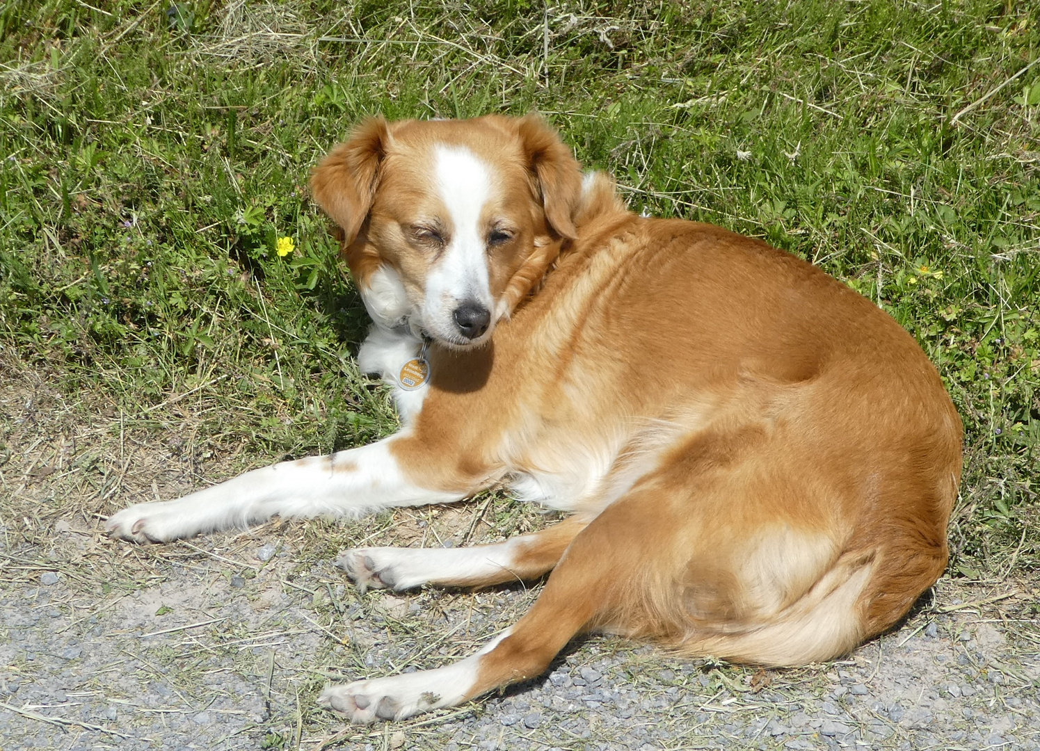 Dieser schöne Hund ist blind es stimmte mich sehr traurig