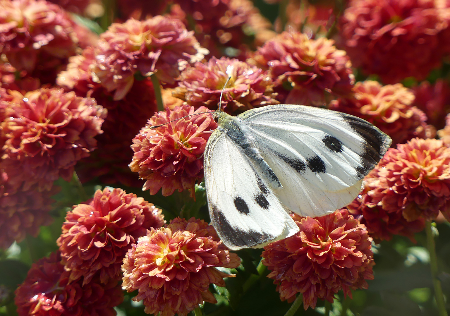 Dieser schöne Schmetterling