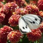 Dieser schöne Schmetterling