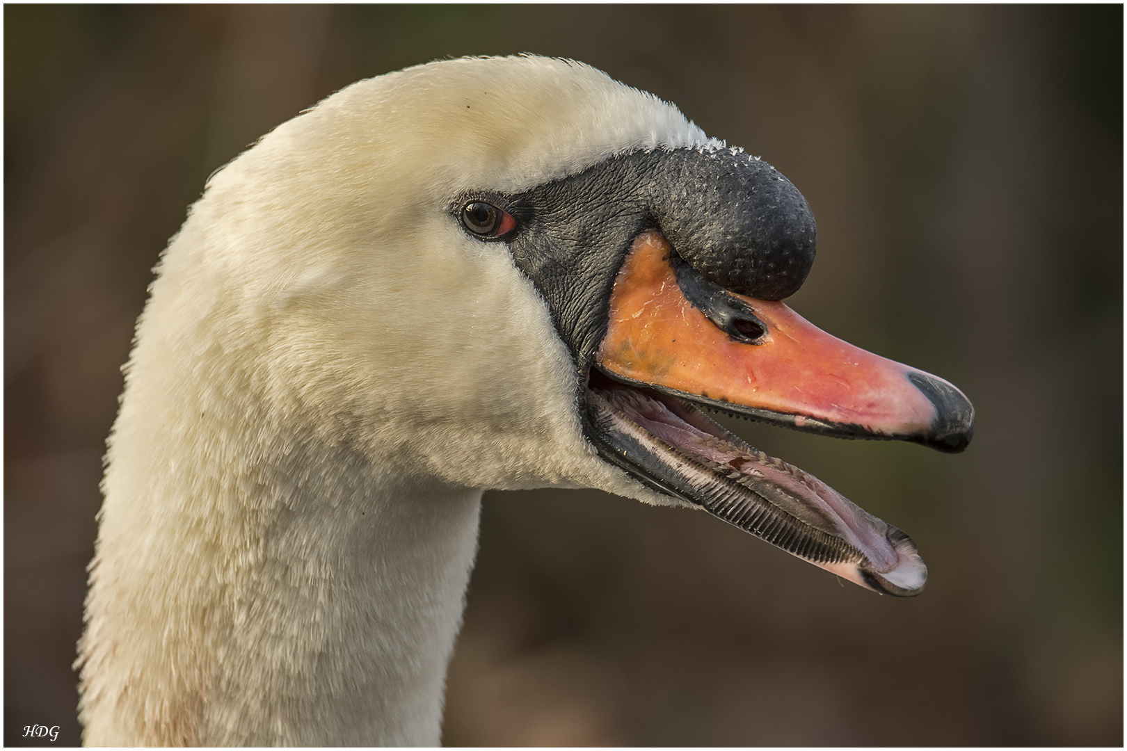 Dieser Schwan schien ...