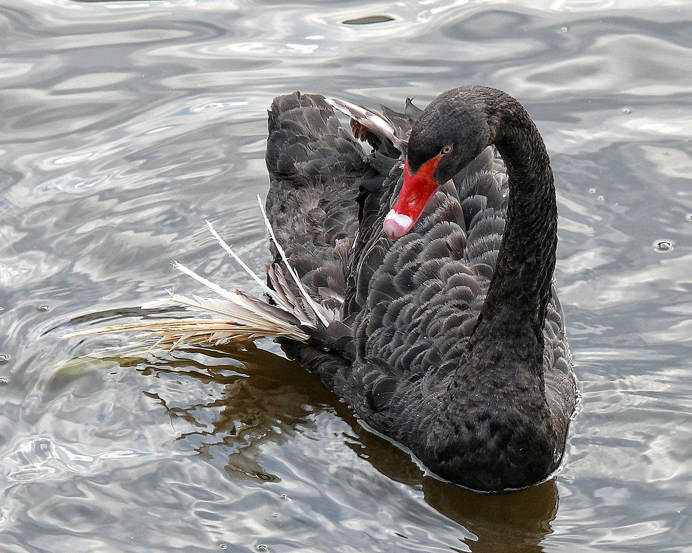 Dieser schwarze Schwan ...