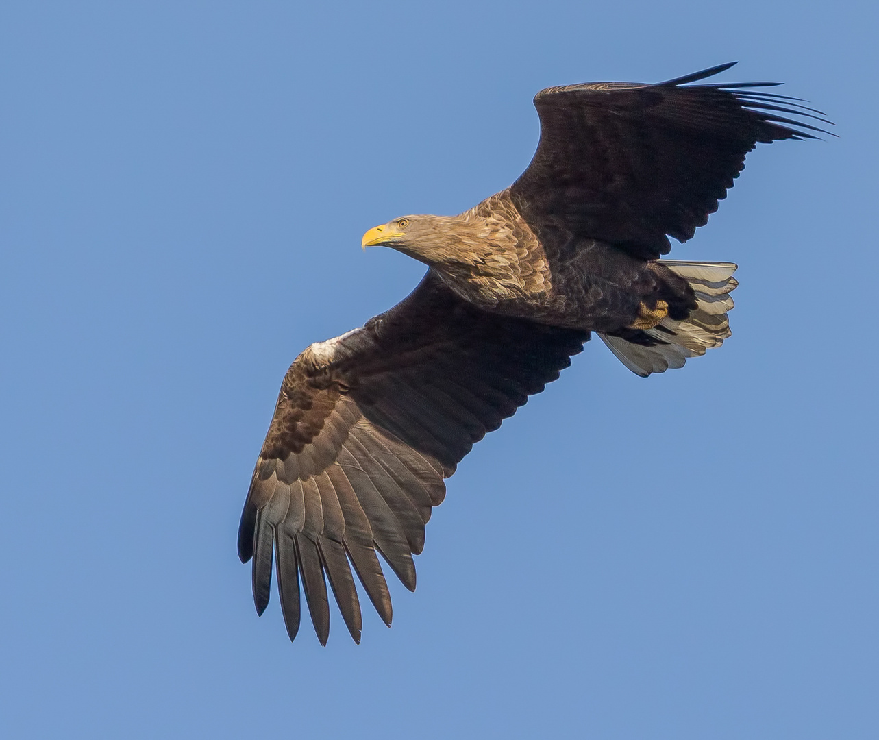 Dieser Seeadler ...