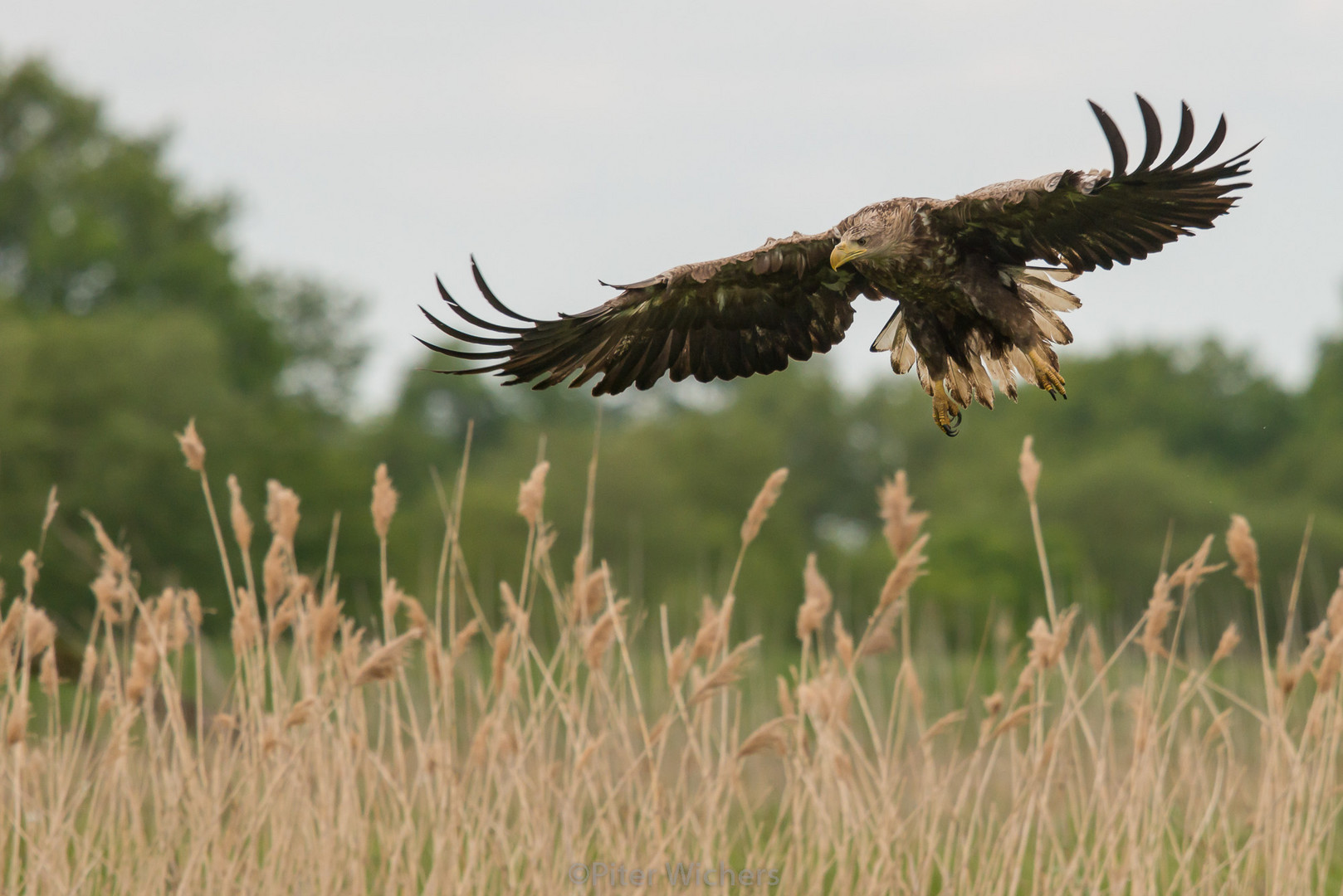 Dieser Seeadler Terzel...