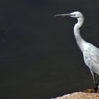 Dieser Silberreiher ruhte sich im Karnaktempel am heiligen See aus...