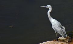 Dieser Silberreiher ruhte sich im Karnaktempel am heiligen See aus...