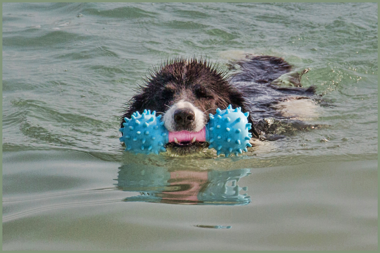 dieser spiegelnde  'See'Hund