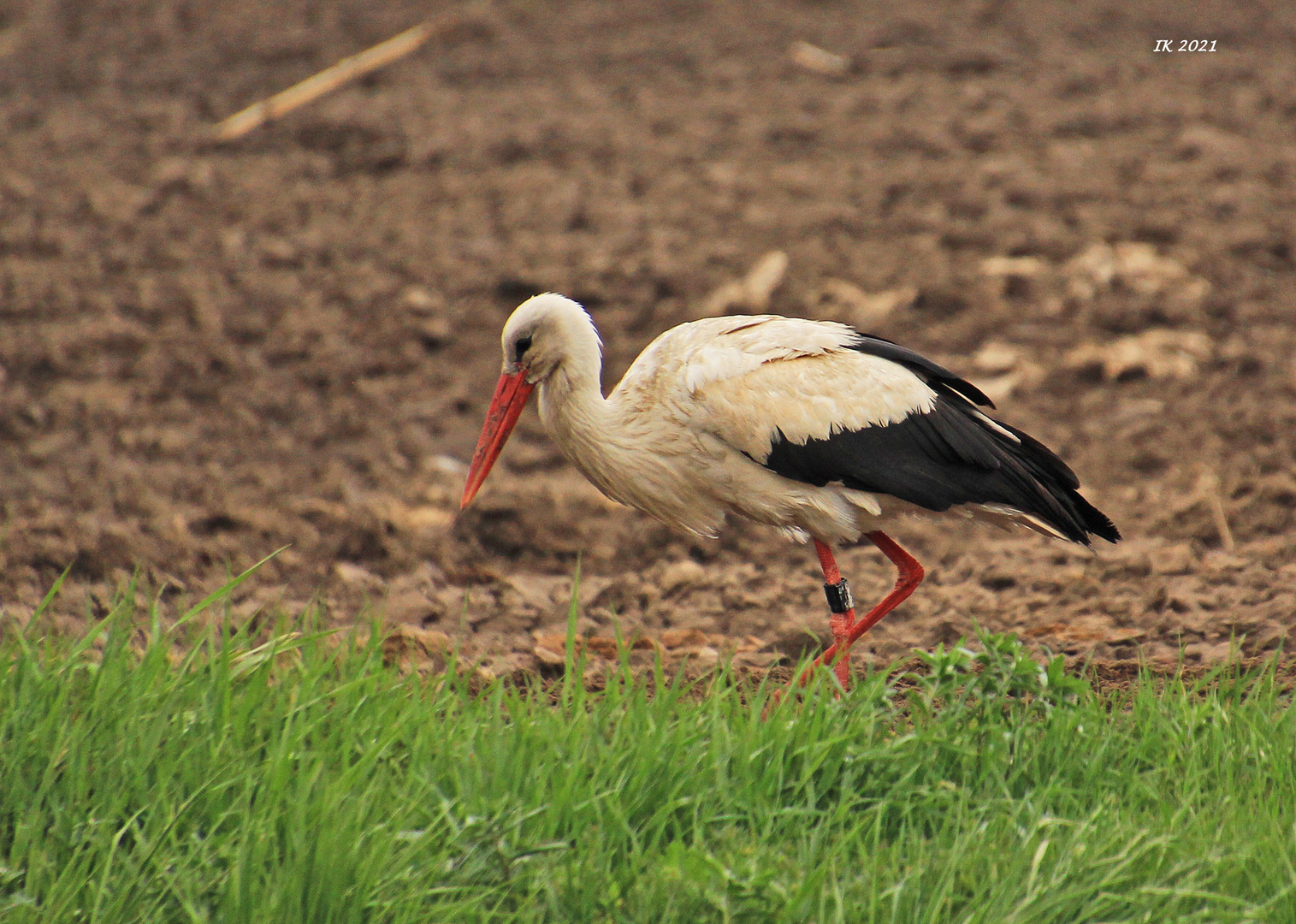 dieser Storch....