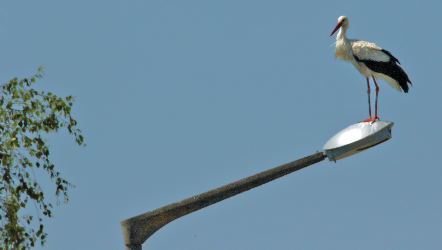 "Dieser Storch bringt anscheinend Glühbirnen, statt Babys"