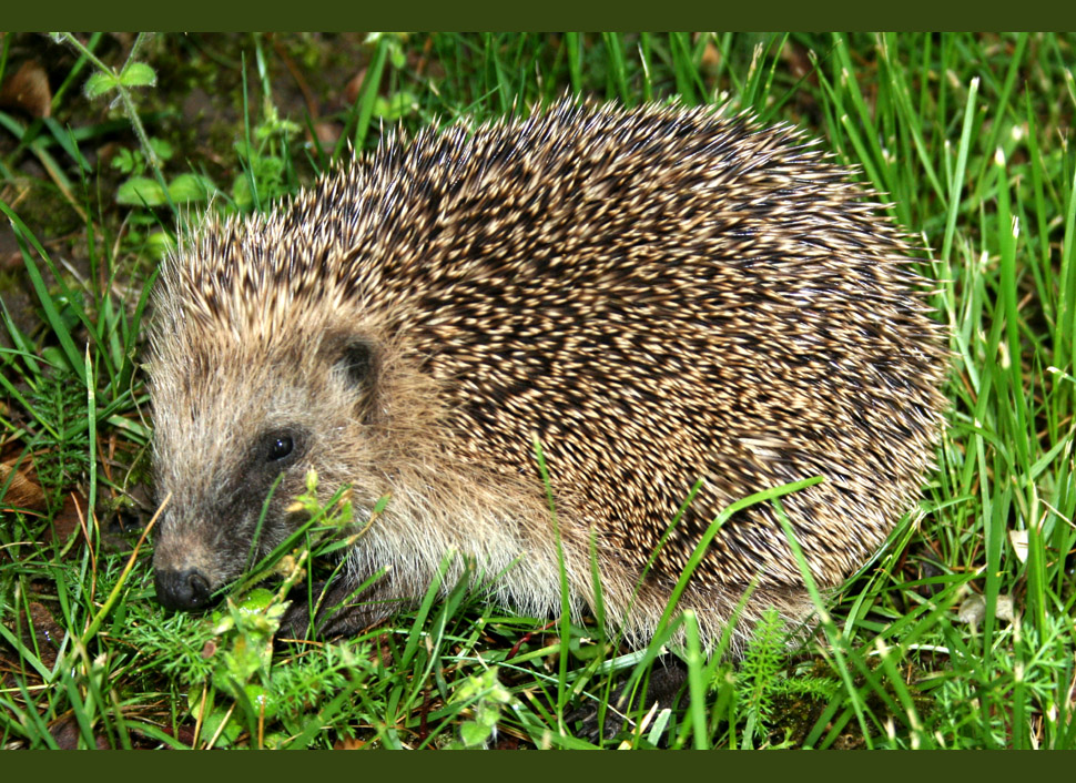 Dieser süße Igel