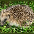 Dieser süße Igel