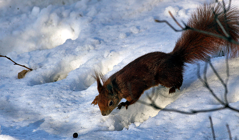 dieser süßer kleener flinker hörnchen