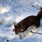 dieser süßer kleener flinker hörnchen