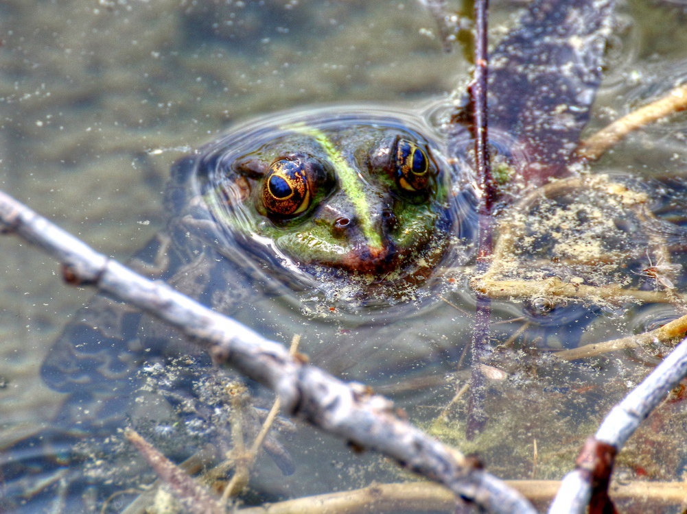 Dieser treue Blick ging mir zu Herzen - Quak!