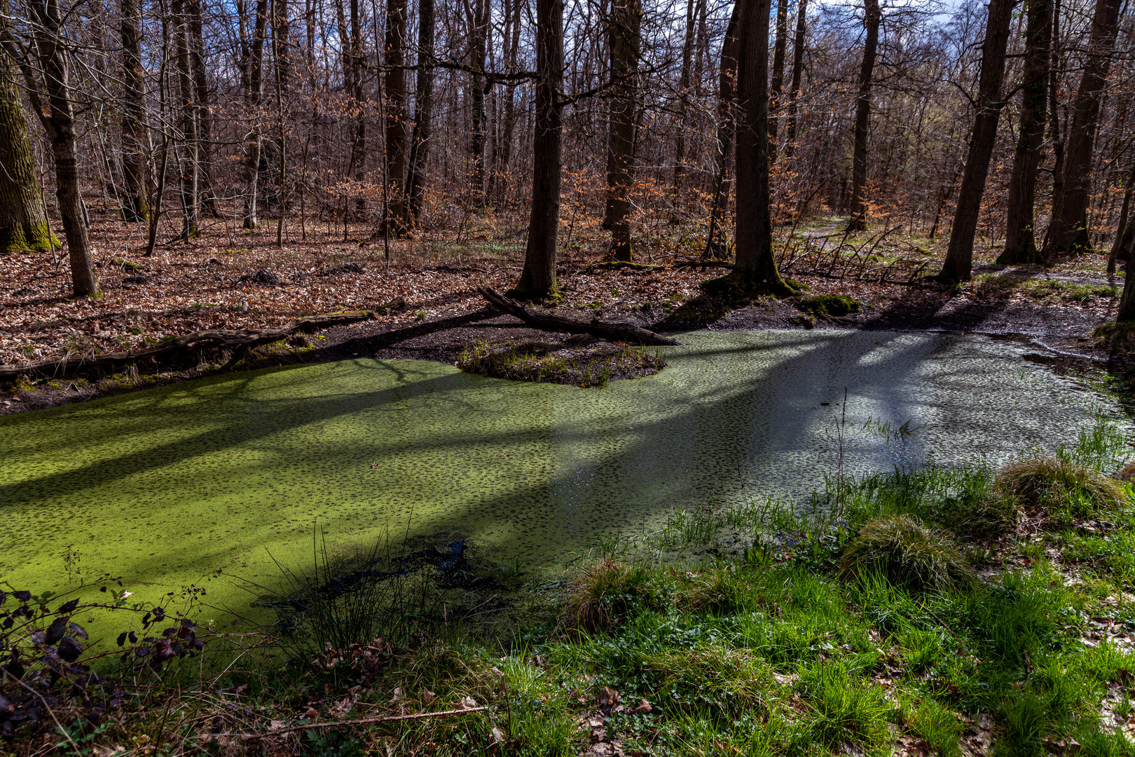Dieser Tümpel Foto & Bild landschaft, jahreszeiten, frühling Bilder