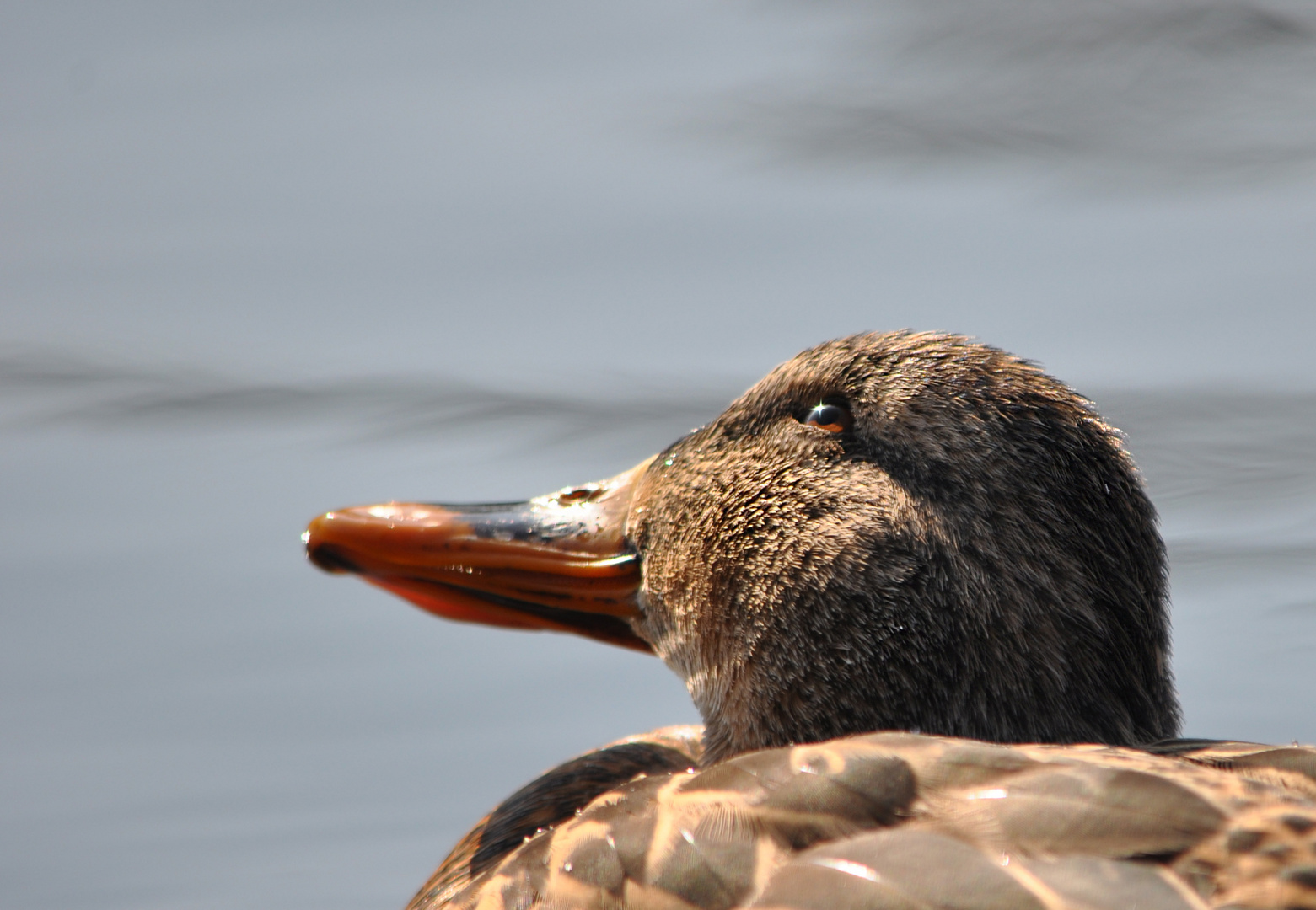 Dieser umwerfender Blick der Ente