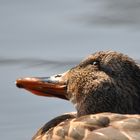 Dieser umwerfender Blick der Ente