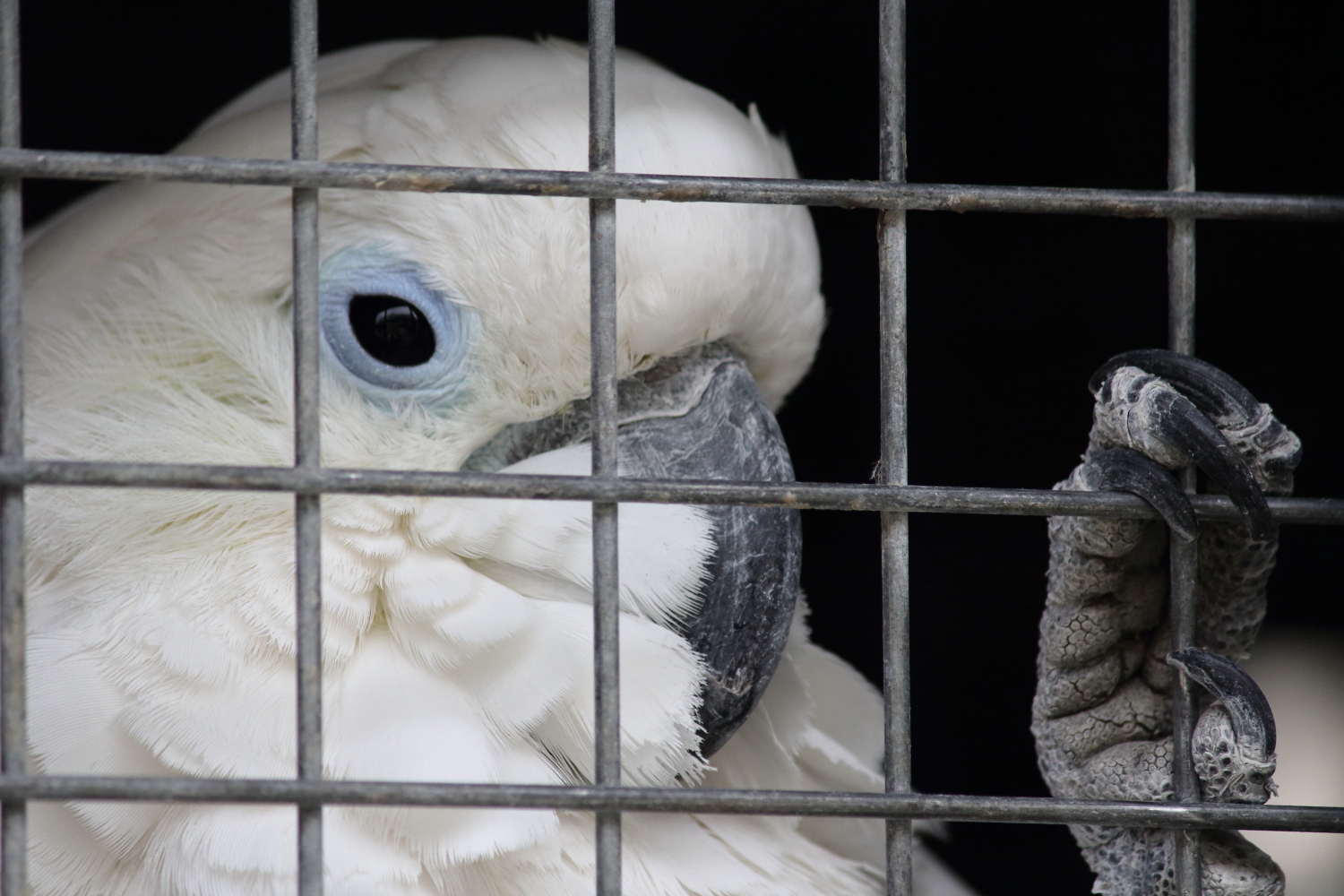 Dieser Vogel beisst.