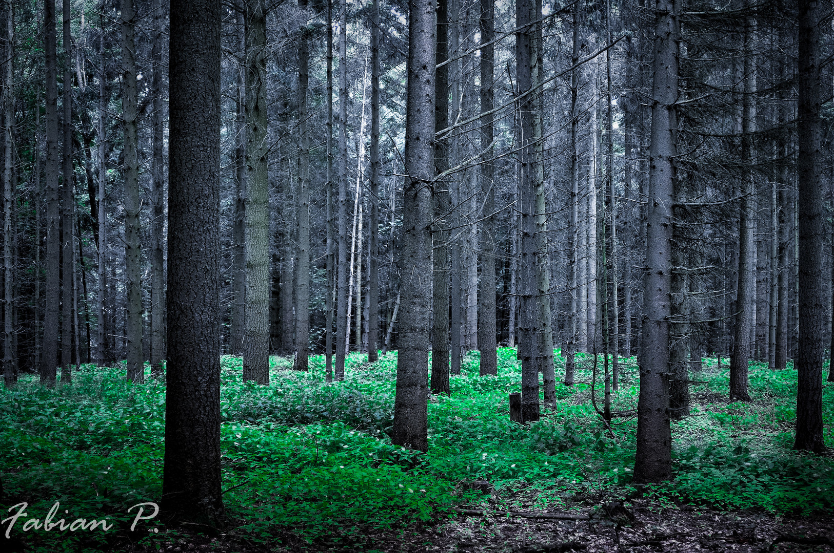 Dieser Wald kann was erzählen