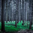 Dieser Wald kann was erzählen