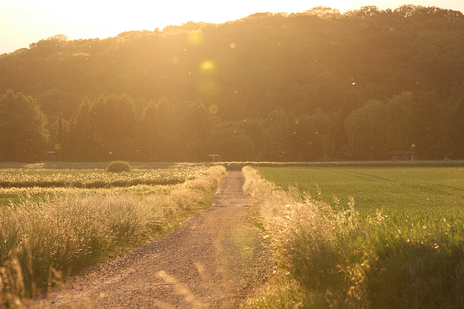 Dieser Weg...