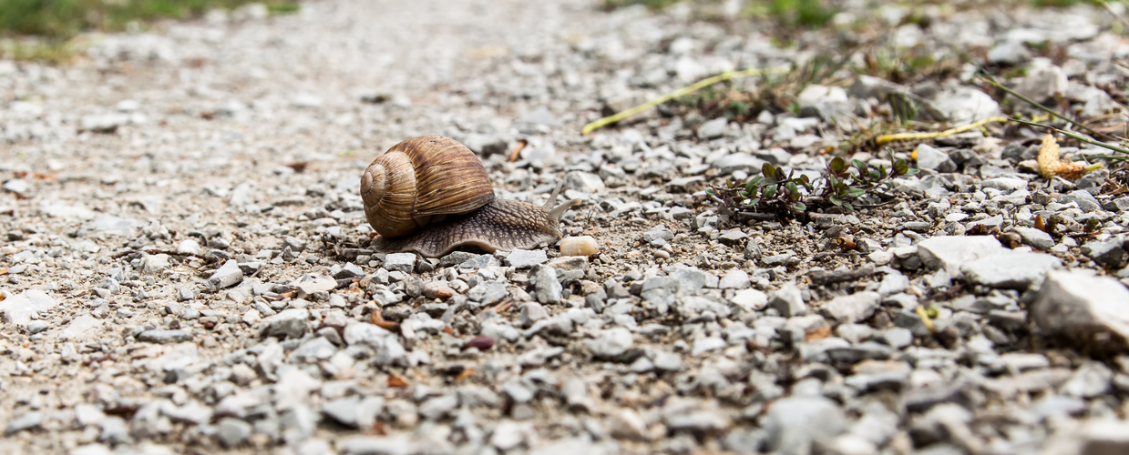 Dieser Weg ist steinig und schwer